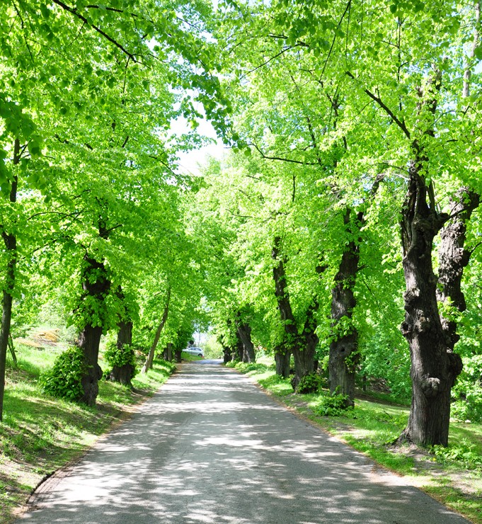 Bellevueparken
